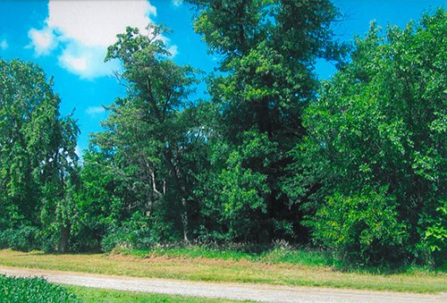 Property photo 2 - LAND AUCTION - 278.5+/- Acres Offered in 5 Tracts